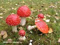 Amanita muscaria-amf234
